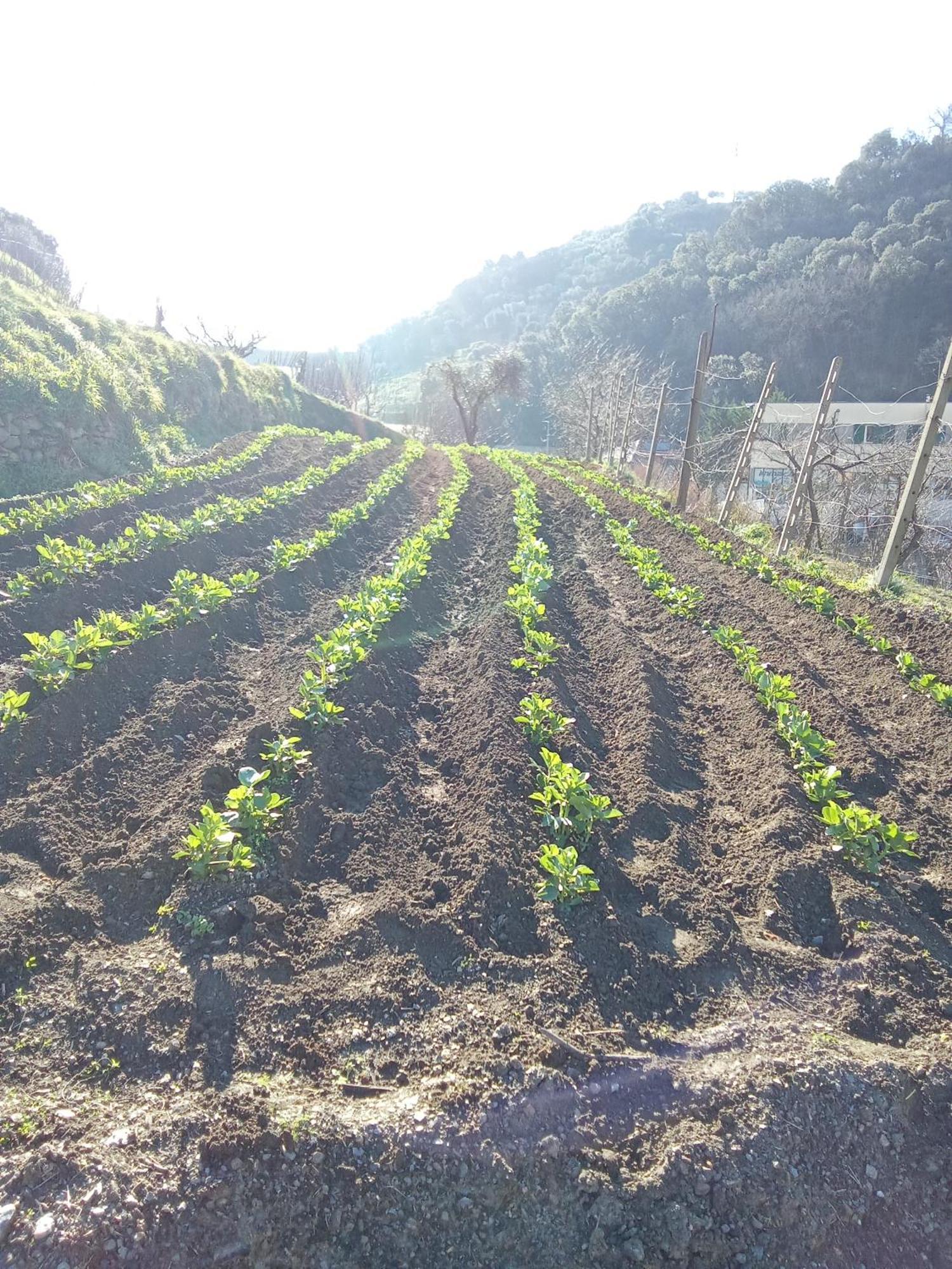 Agriturismo Cele Челе Лигуре Екстериор снимка